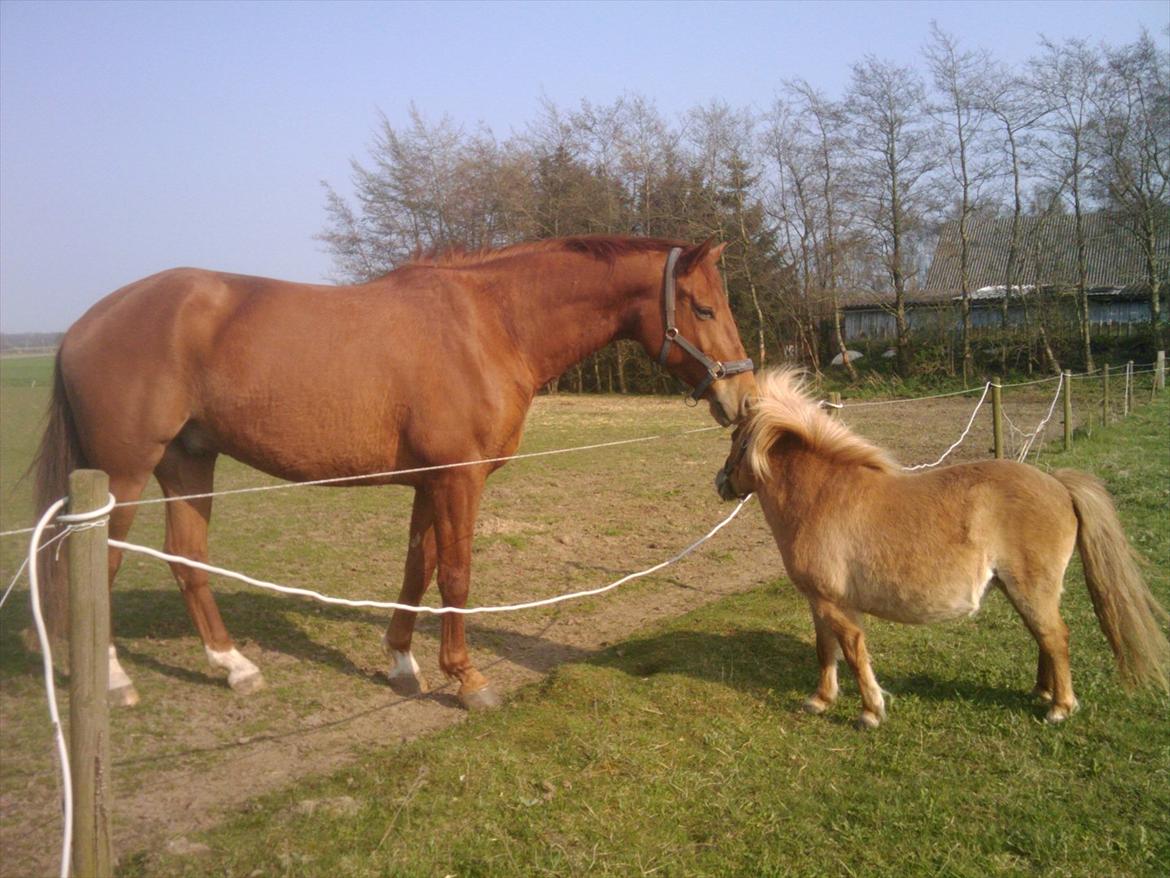 Shetlænder Freja Kaipasdatter - Freja kysser med Aslan på Mariannes ridebane. Dejligt, vi må låne den. billede 7