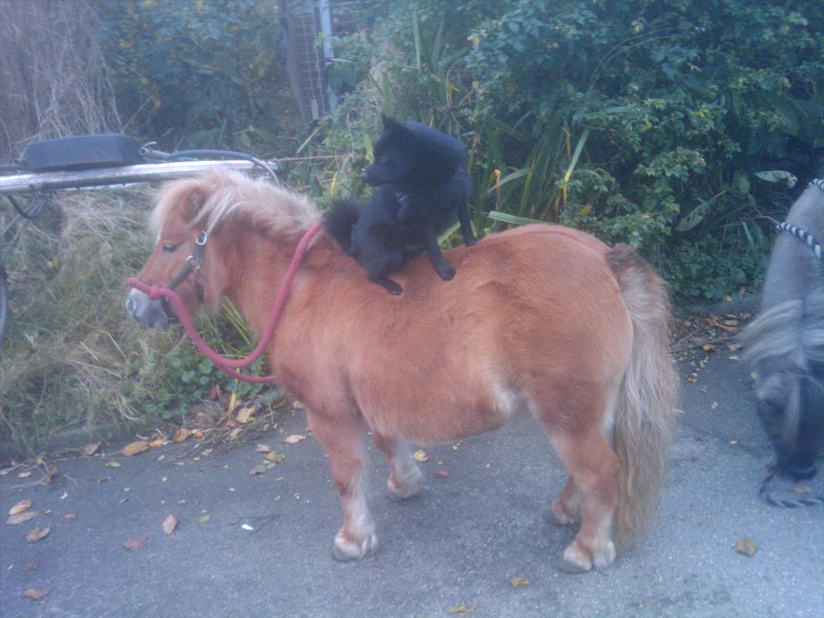 Shetlænder Freja Kaipasdatter - Naboen kom forbi med sin hund og vedtog, at den da skulle ha en ridetur.
Det tog Freja da vældig pænt. Måske vi skulle have dem med til horse and dog trail. Dygtig pony at stå parkeret med skarpe tæer ned i ryggen.  billede 12