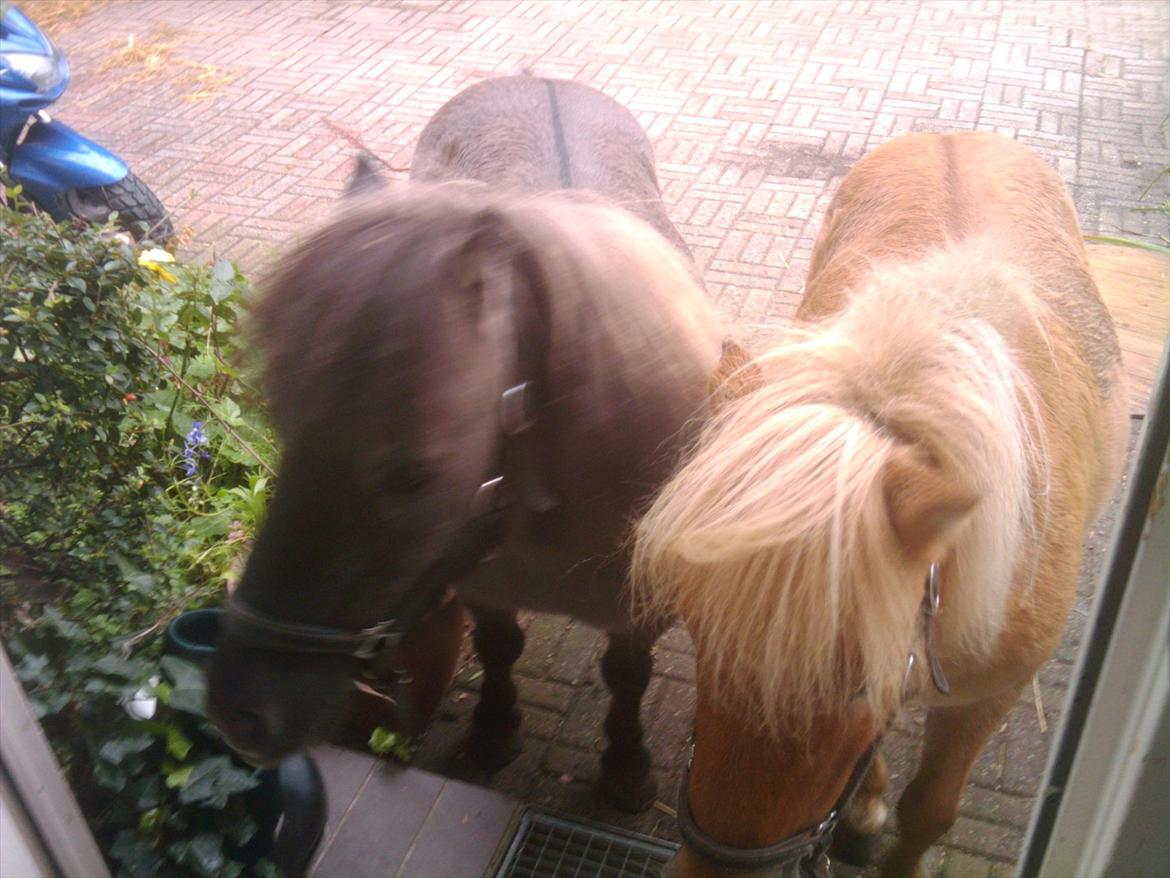 Shetlænder Kaipa - Må vi ikke nok komme ind, mor ? billede 5