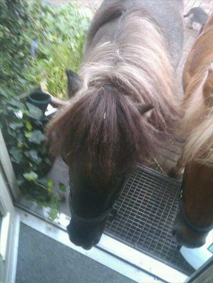 Shetlænder Kaipa - Åh jo ... bebe. ;-) billede 6