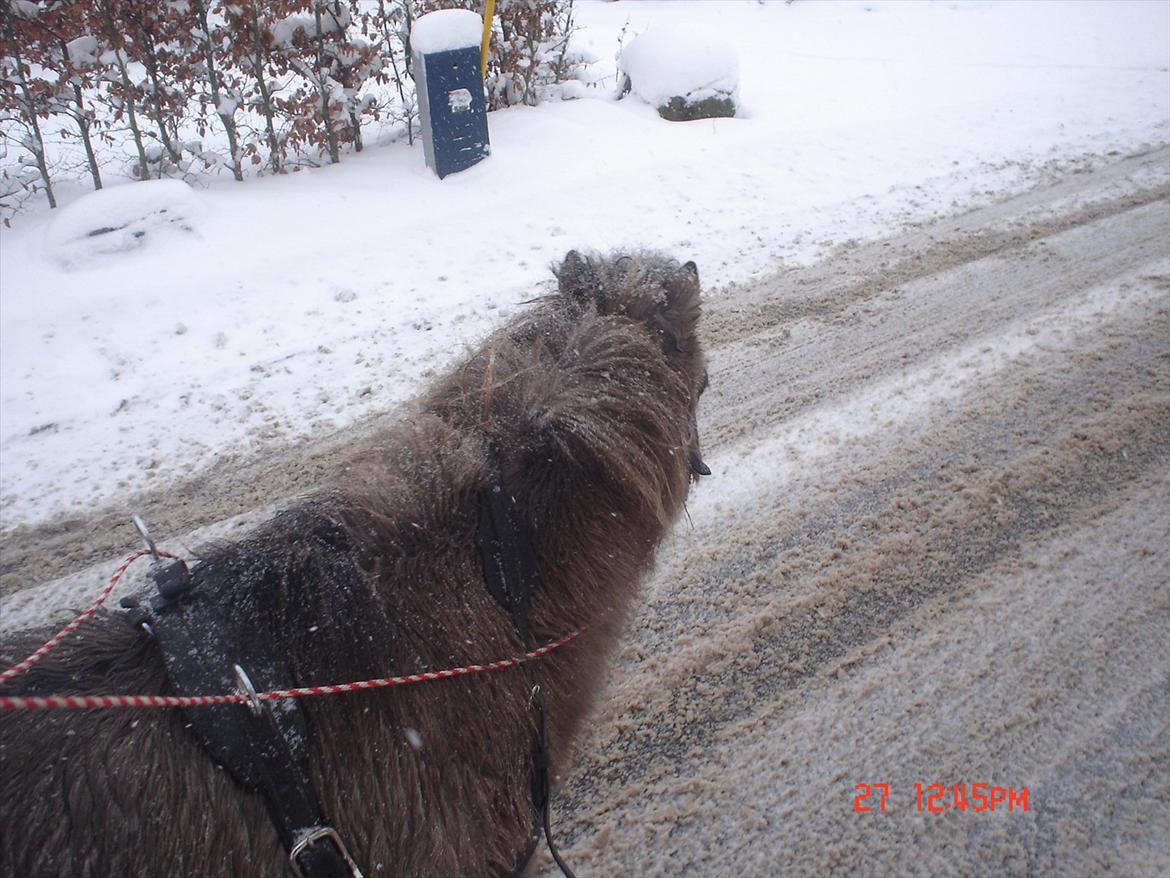 Shetlænder Kaipa - Sne over Storring.
Glad Kaipa foran kælken. billede 7
