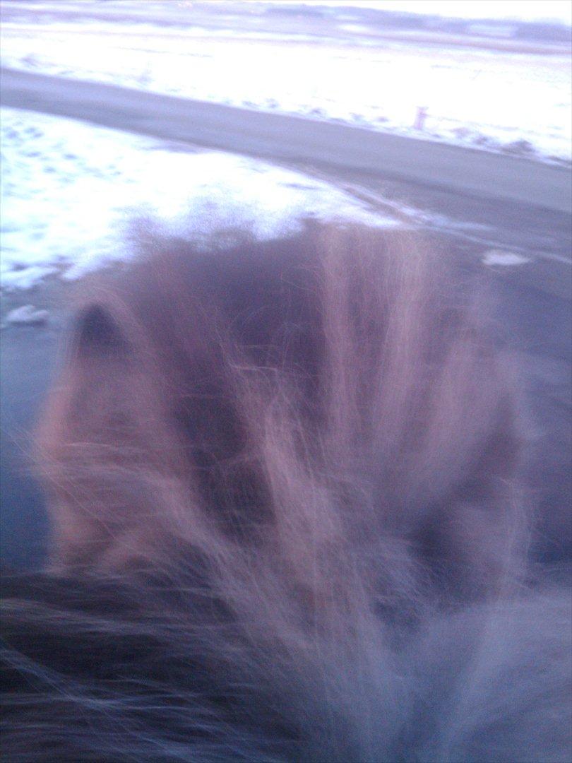 Shetlænder Kaipa - Lykken er udsigten over et par ører - også selvom det er når man står på jorden ved siden af. :-) billede 8