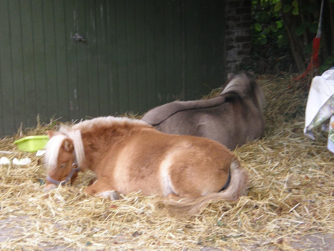 Shetlænder Kaipa billede 9