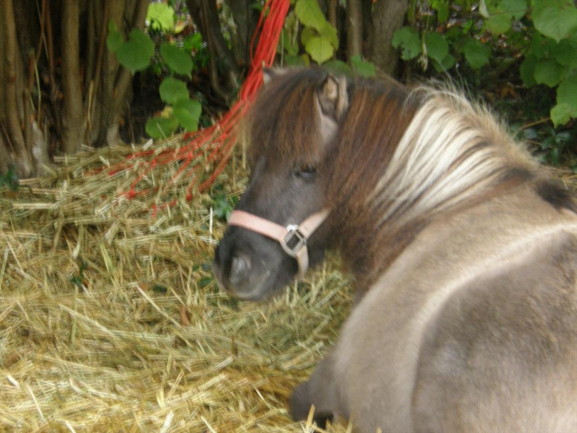 Shetlænder Kaipa billede 10