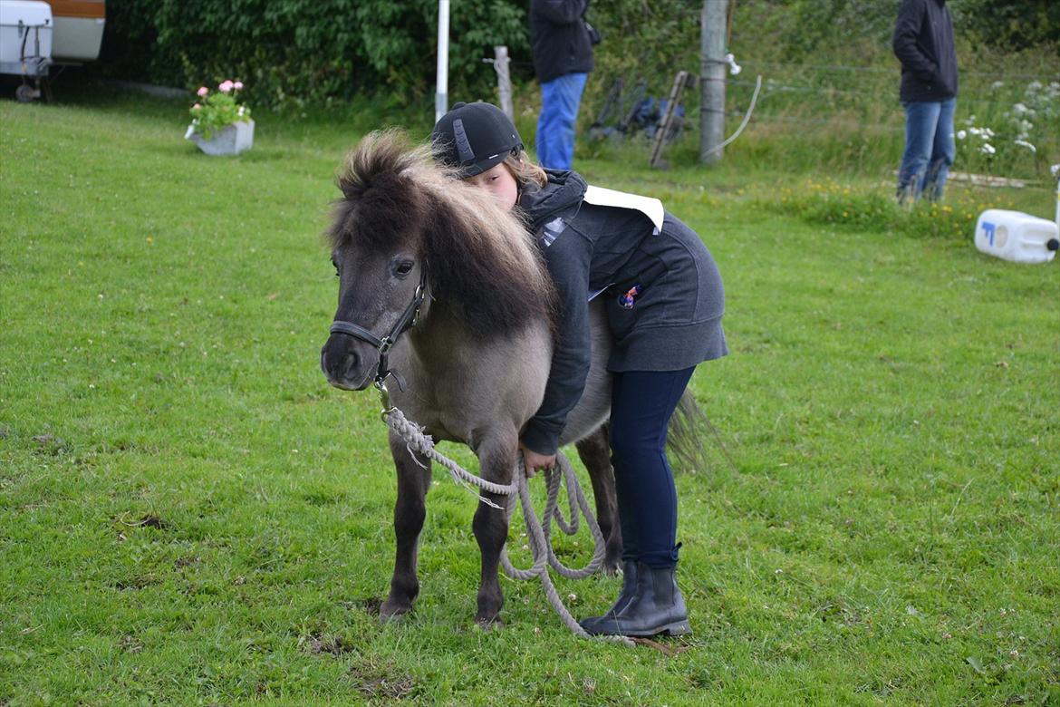 Shetlænder Kaipa - Xenia og Kaipa til Ædellunds SommerFerieStartStævne 2011. :-)
De venter på at komme ind til Agility. billede 11