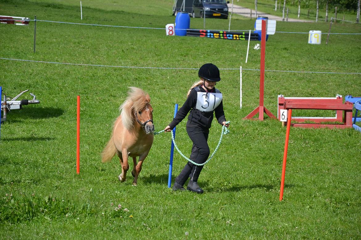 Shetlænder Freja Kaipasdatter - Freja og Philippa til Agility. Philippa skulle lige huske at holde sig ved hestens skulder, men .. UPS.
SommerFerieStartStævne ved Ædellunds Shetlandsponyer. Mette Hald Rasmussen har en rideskole på Sydfyn - kan VARMT anbefales. billede 13