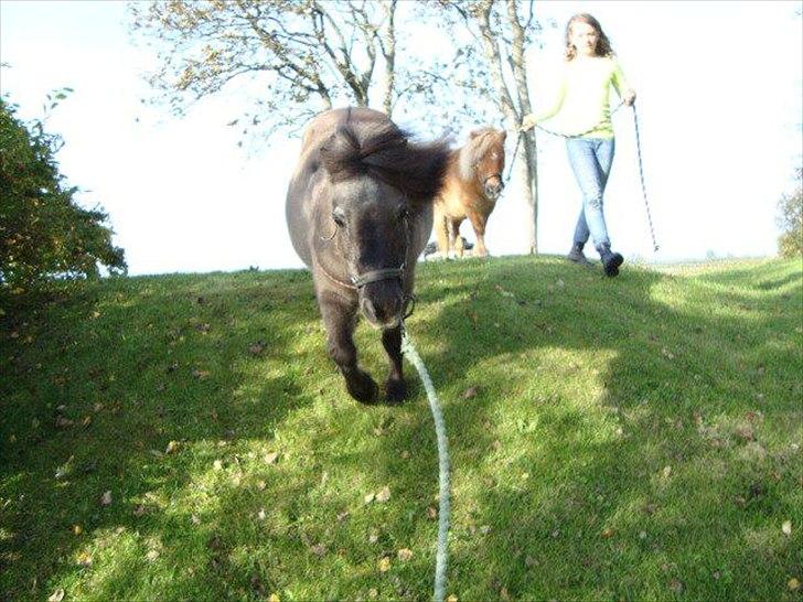 Shetlænder Kaipa billede 12