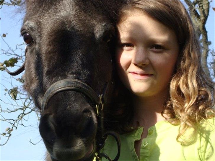 Shetlænder Kaipa billede 13