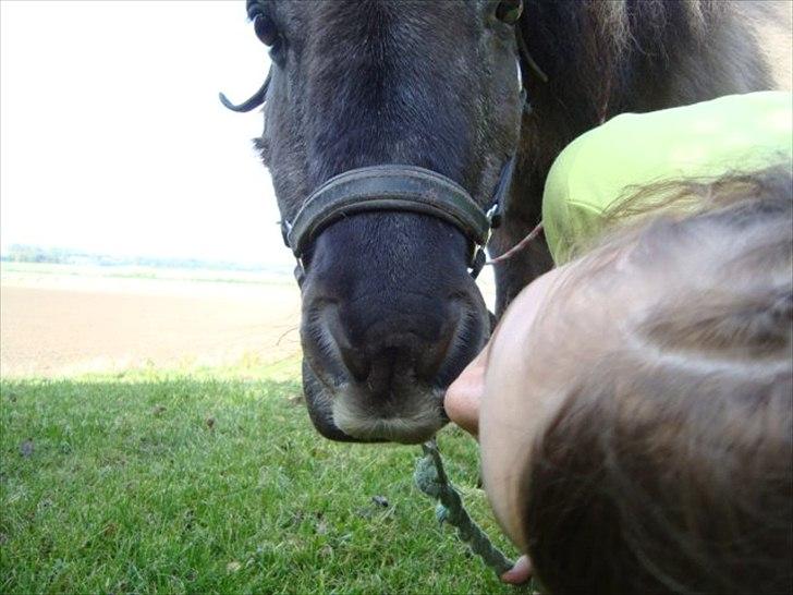 Shetlænder Kaipa billede 15
