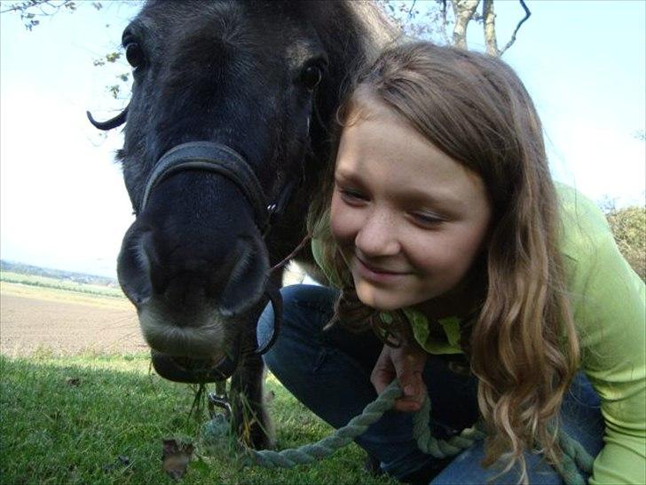 Shetlænder Kaipa billede 16