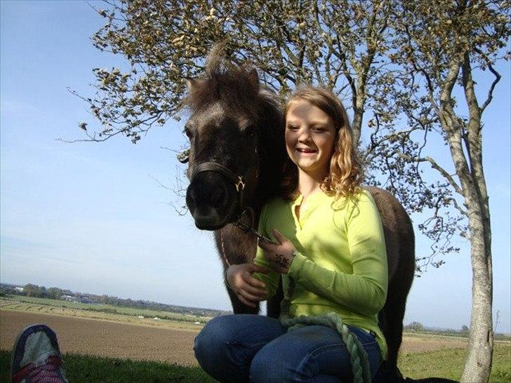 Shetlænder Kaipa billede 17