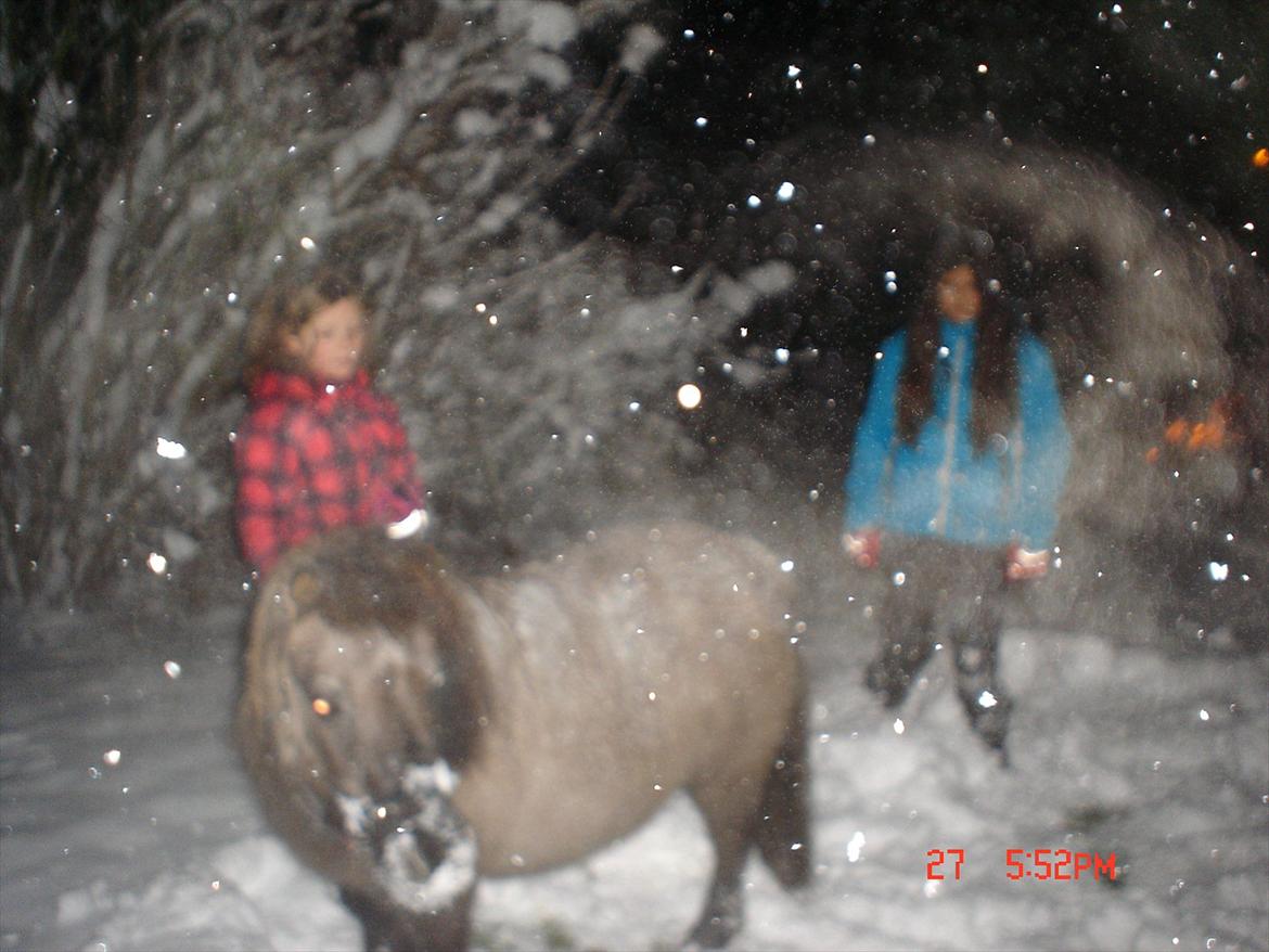 Shetlænder Kaipa billede 18