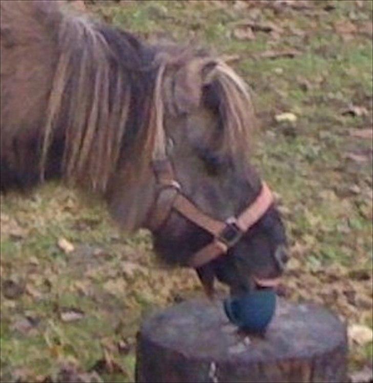 Shetlænder Kaipa billede 19