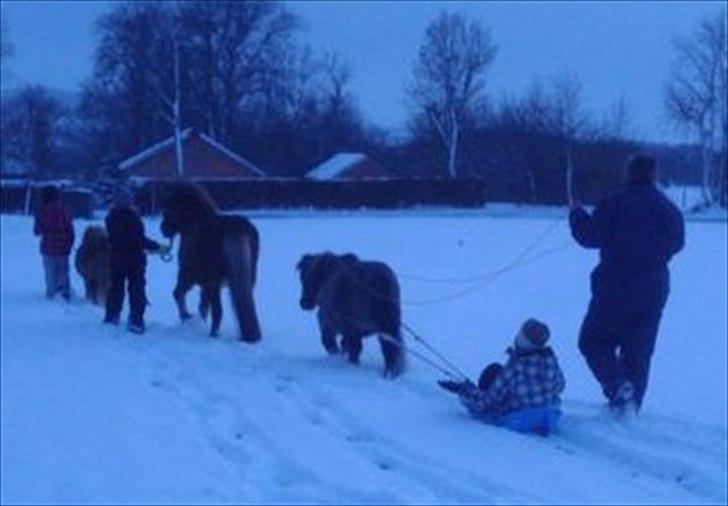 Shetlænder Kaipa billede 20