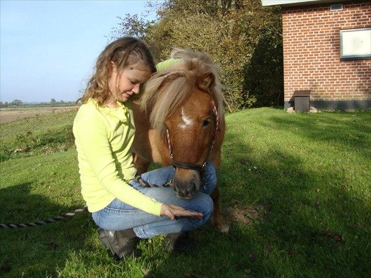 Shetlænder Freja Kaipasdatter - Xenia og Freja. <3 billede 14