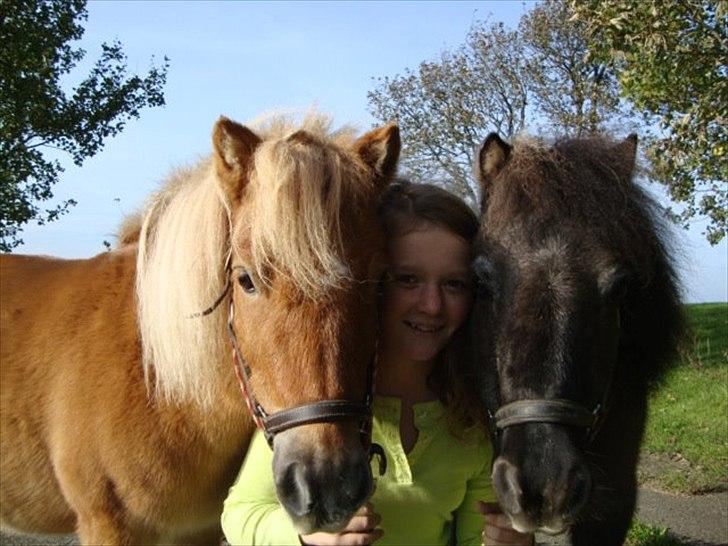 Shetlænder Freja Kaipasdatter - Ponysandwich billede 15