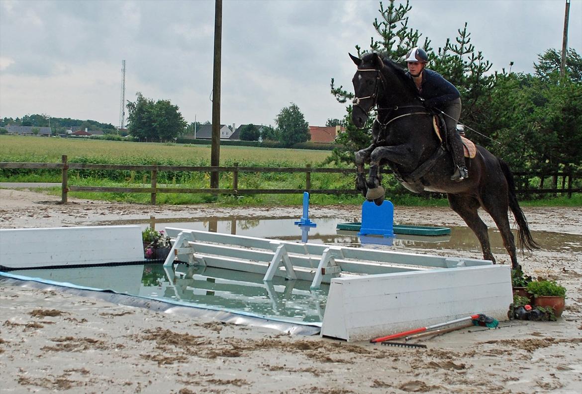 Anden særlig race Rico Valentino billede 10