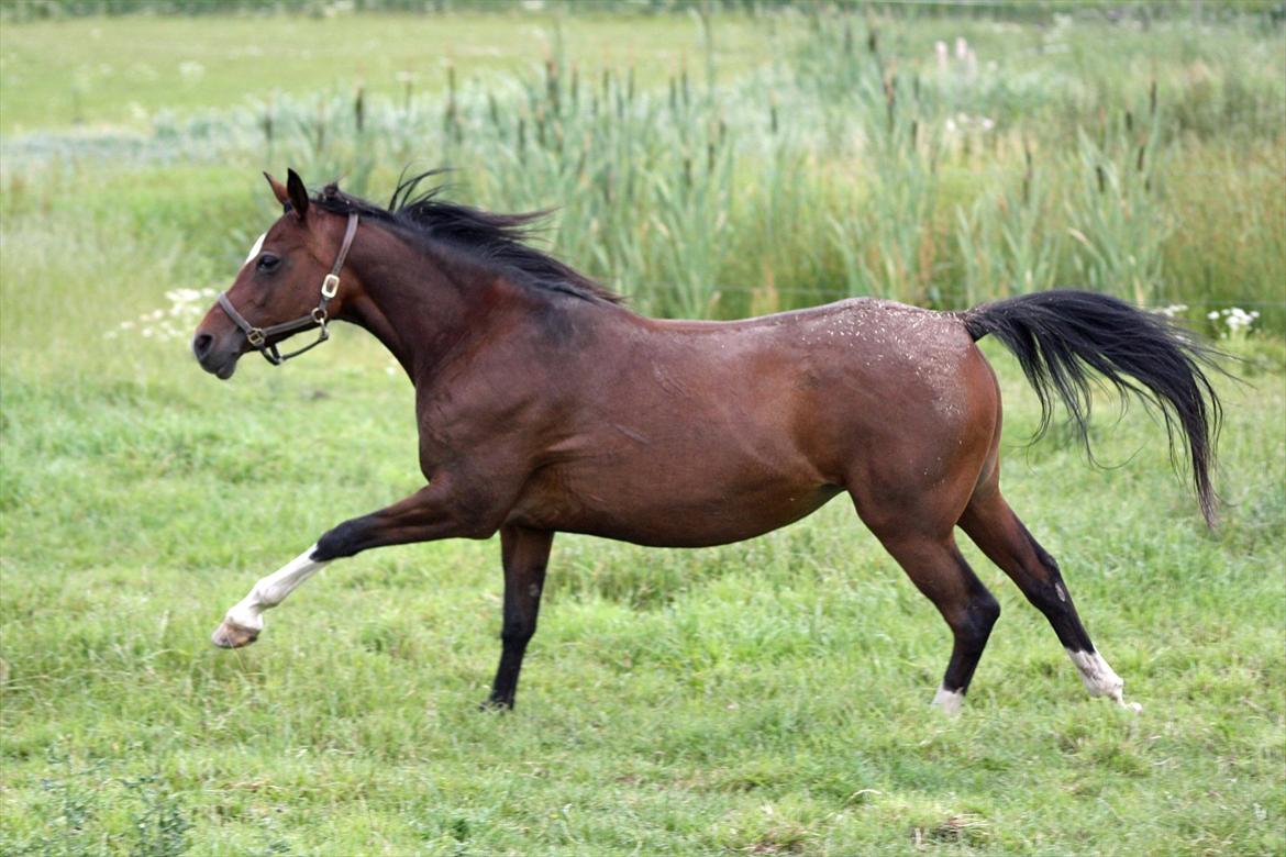 Arabisk fuldblod (OX) Khiara aw billede 1