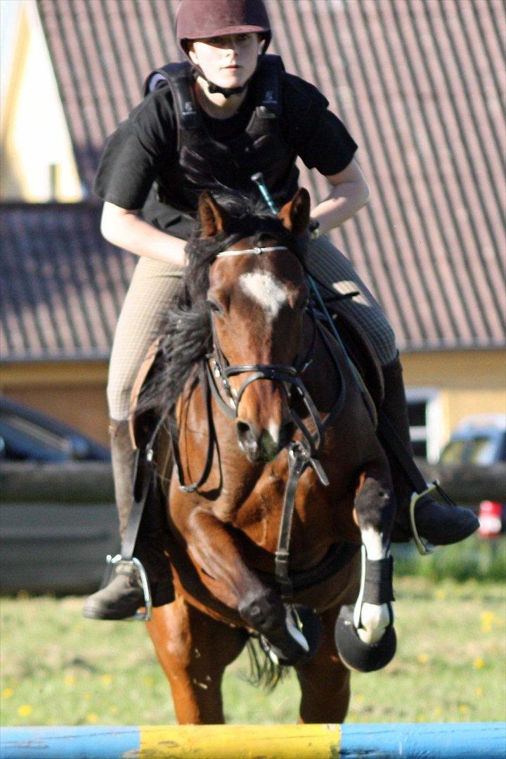 Arabisk fuldblod (OX) Khiara aw billede 6