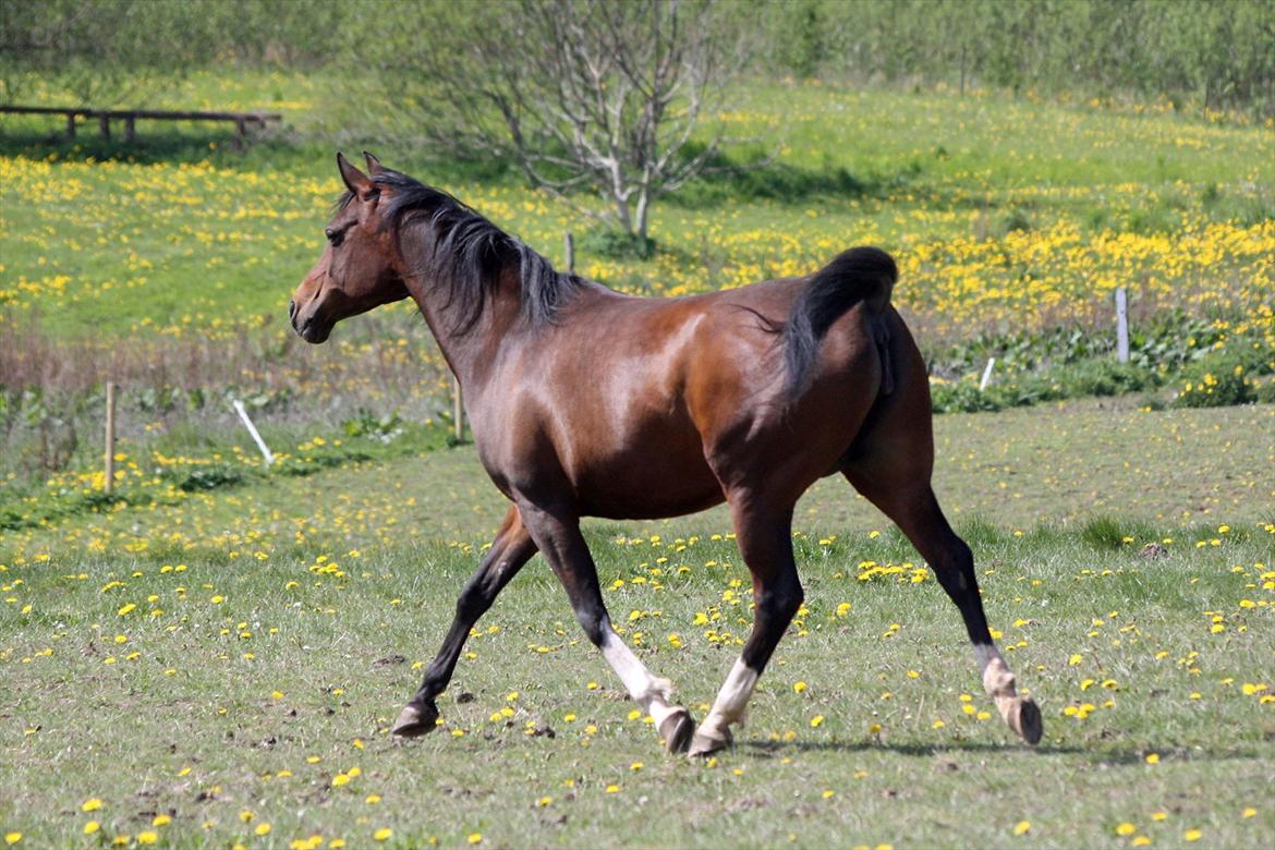 Arabisk fuldblod (OX) Khiara aw billede 4