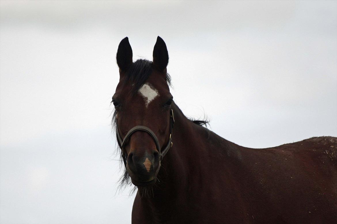 Arabisk fuldblod (OX) Khiara aw billede 5