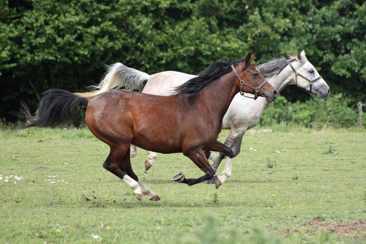 Arabisk fuldblod (OX) Khiara aw billede 2