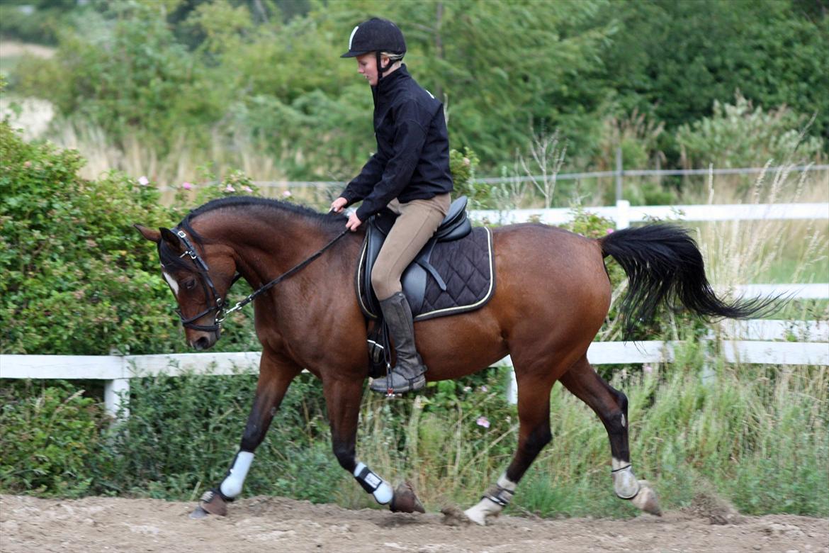 Arabisk fuldblod (OX) Khiara aw billede 7