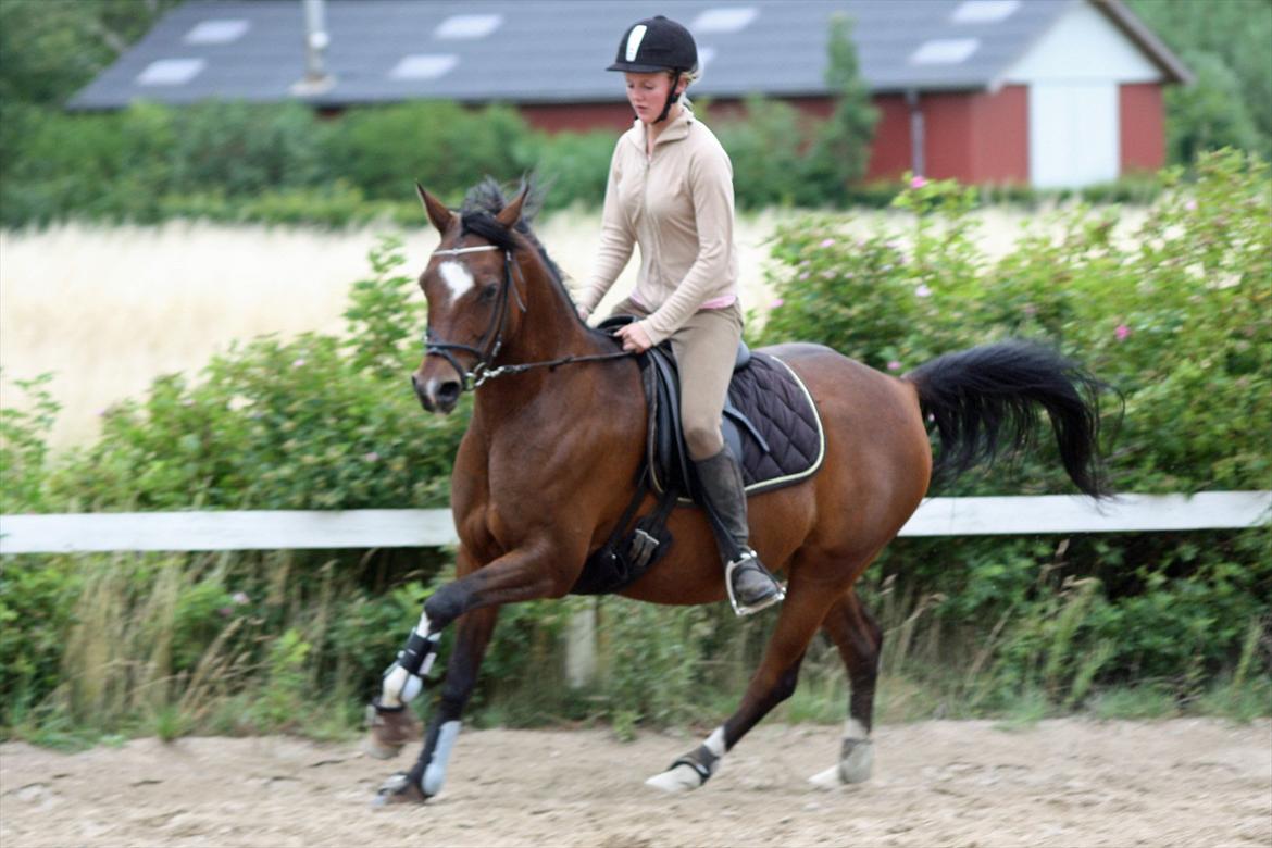 Arabisk fuldblod (OX) Khiara aw billede 8