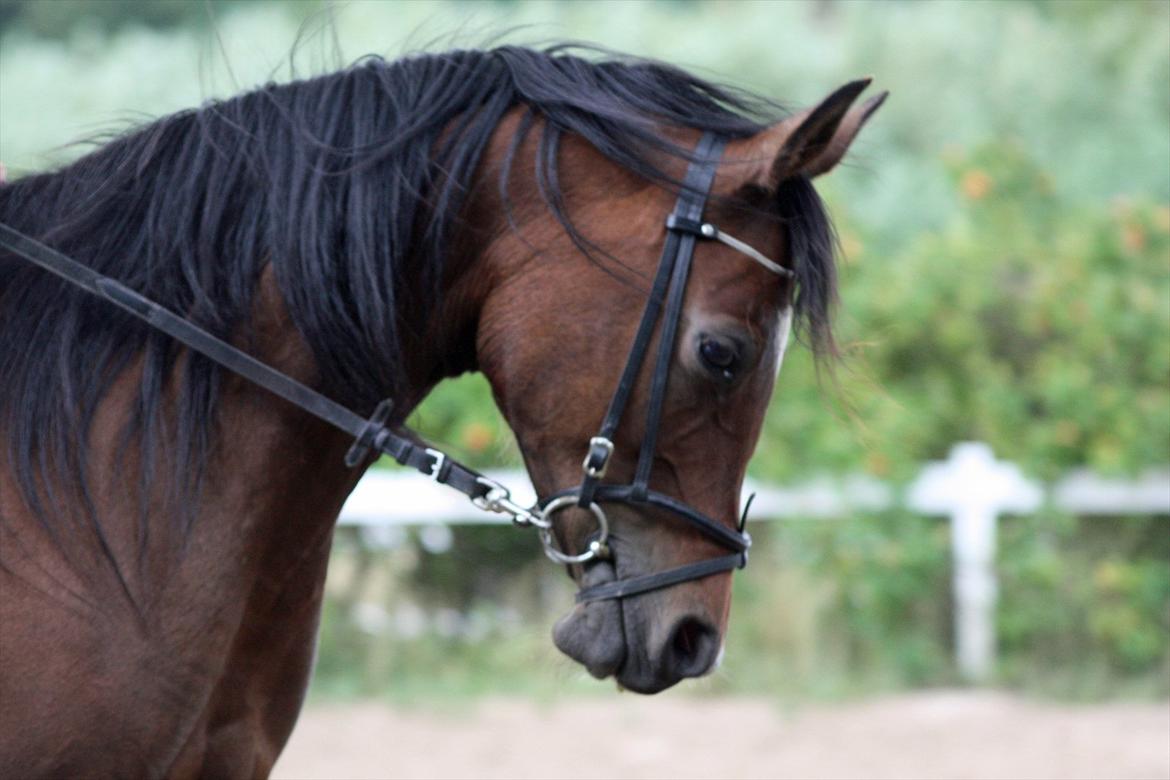 Arabisk fuldblod (OX) Khiara aw billede 9