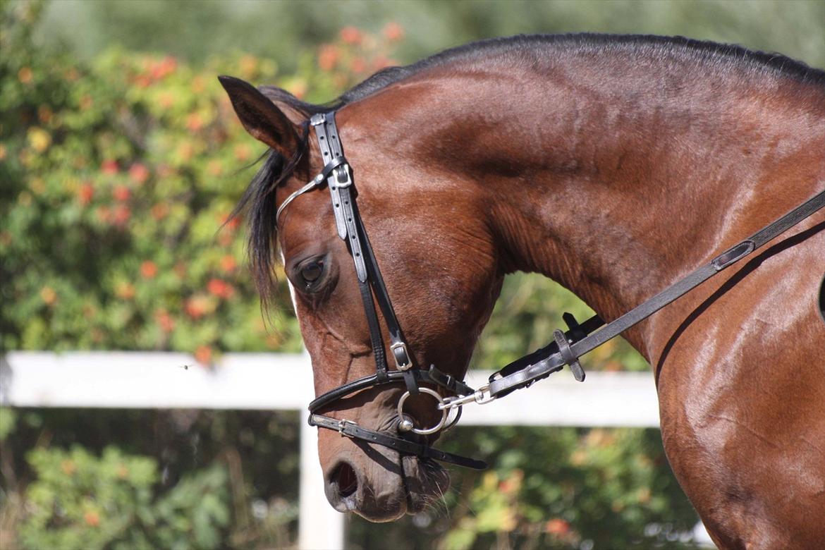 Arabisk fuldblod (OX) Khiara aw billede 10