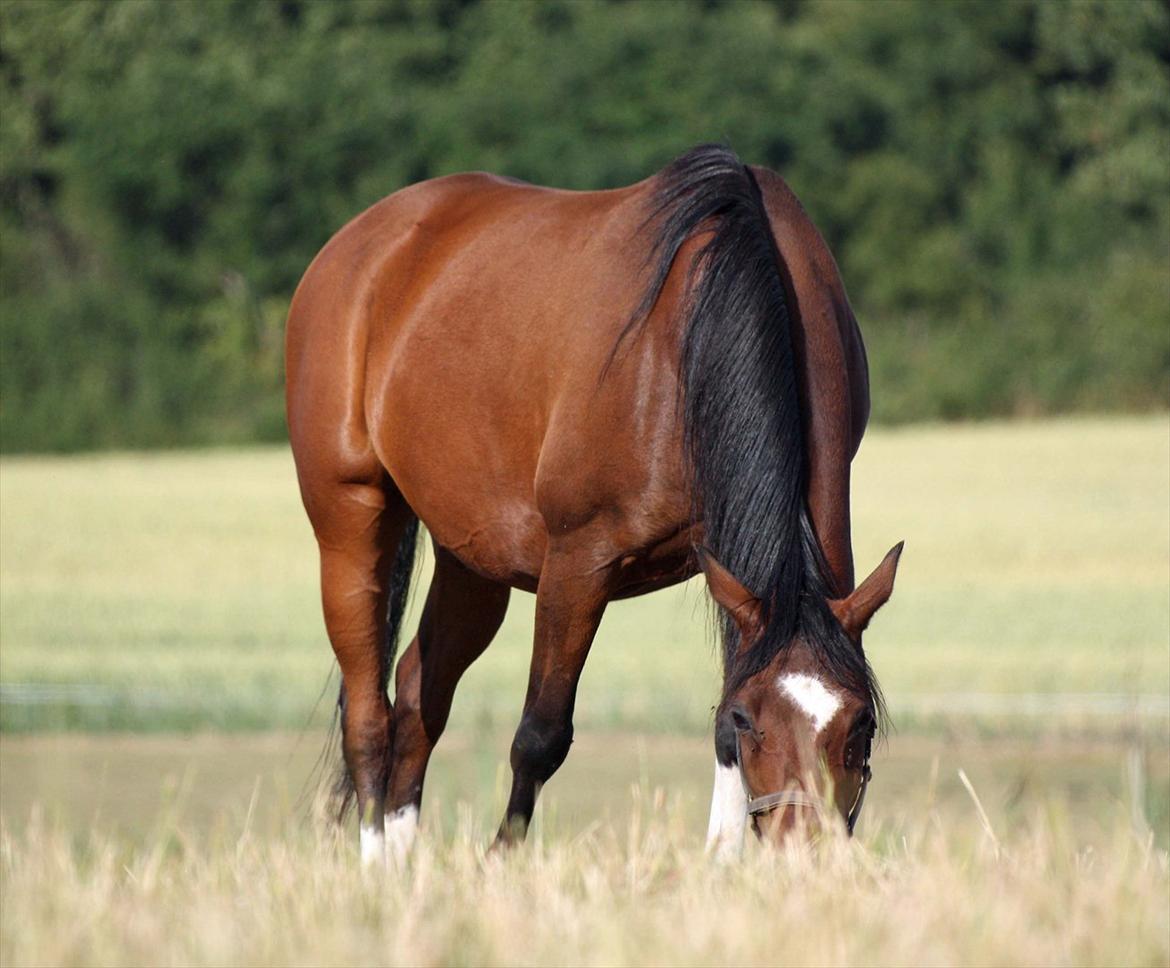 Arabisk fuldblod (OX) Khiara aw billede 3