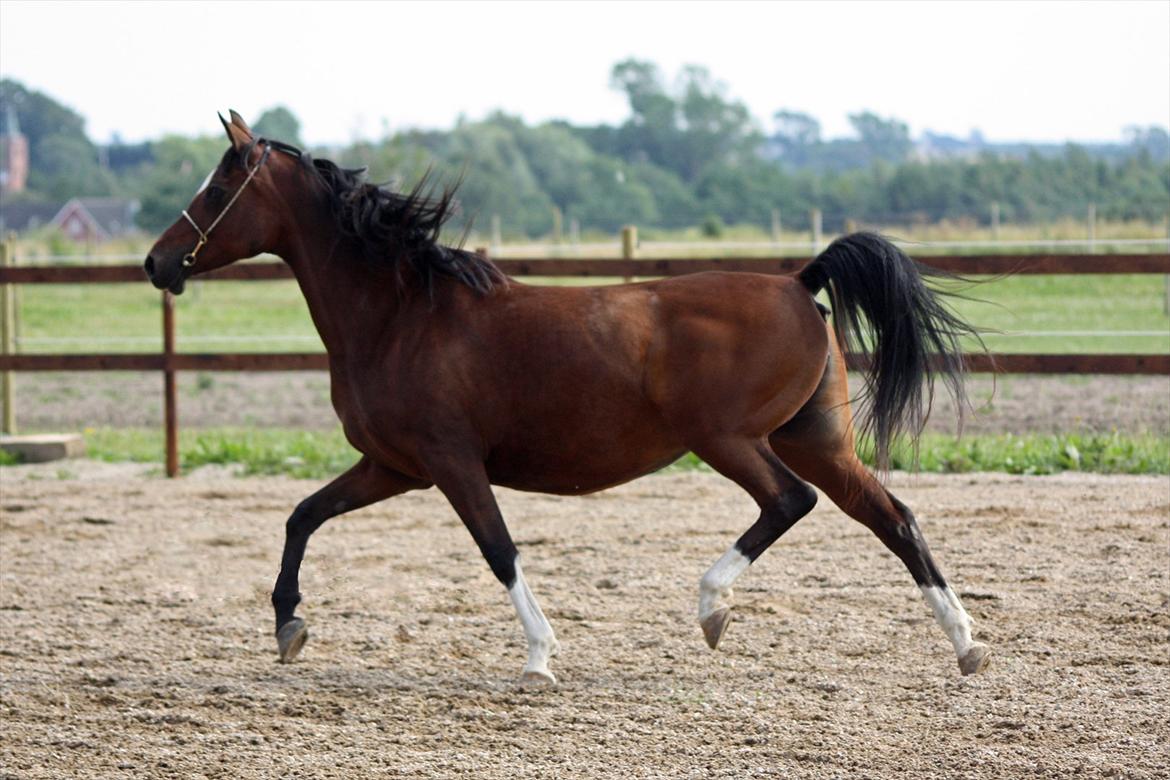 Arabisk fuldblod (OX) Khiara aw billede 11