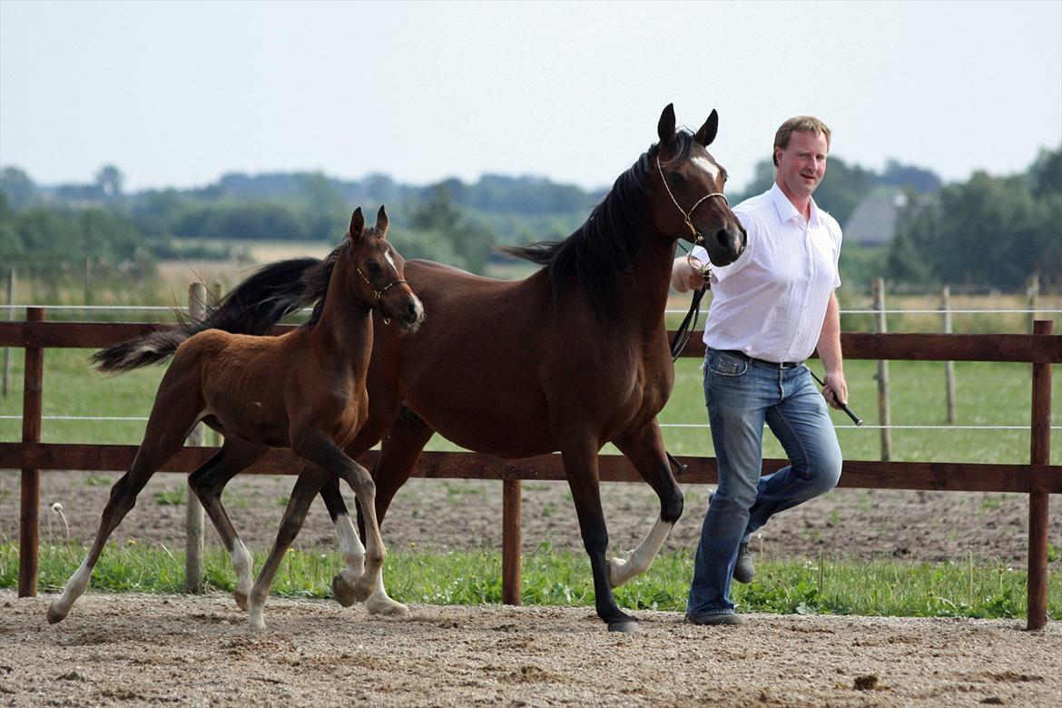 Arabisk fuldblod (OX) Khiara aw billede 12