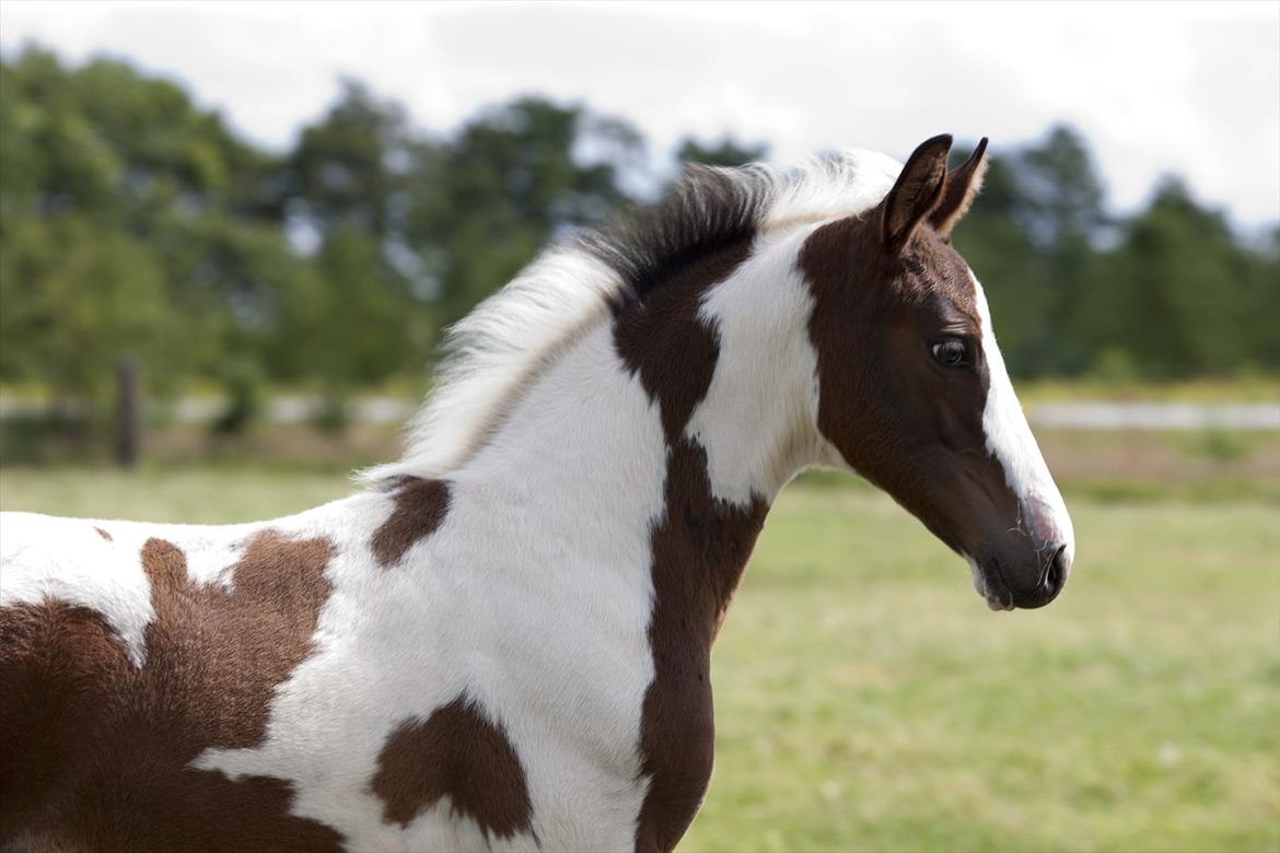 Pinto Midtjydens Le mans solgt billede 7