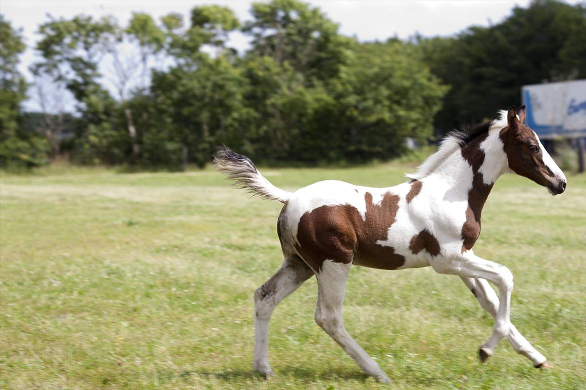 Pinto Midtjydens Le mans solgt billede 8