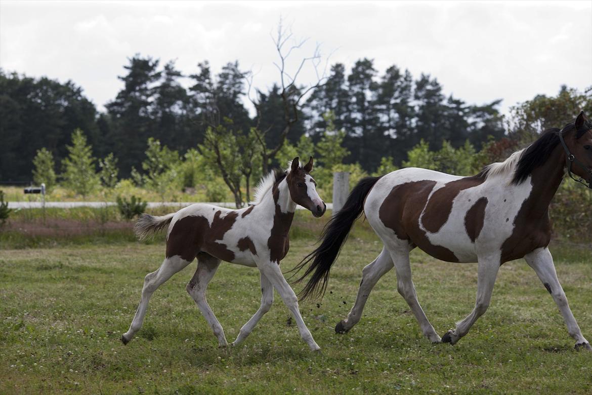Pinto Midtjydens Le mans solgt billede 9