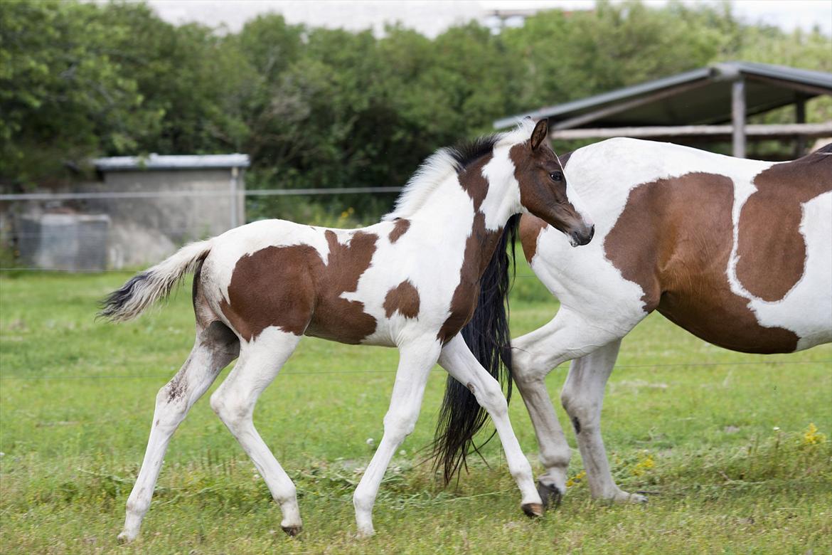 Pinto Midtjydens Le mans solgt billede 10