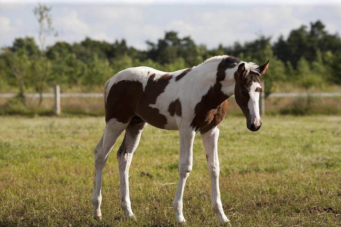 Pinto Midtjydens Le mans solgt billede 11