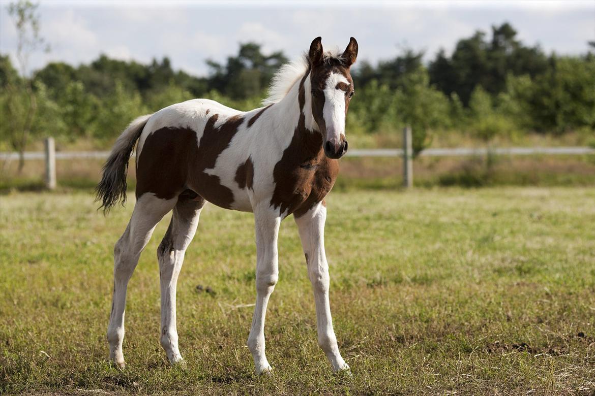 Pinto Midtjydens Le mans solgt billede 12