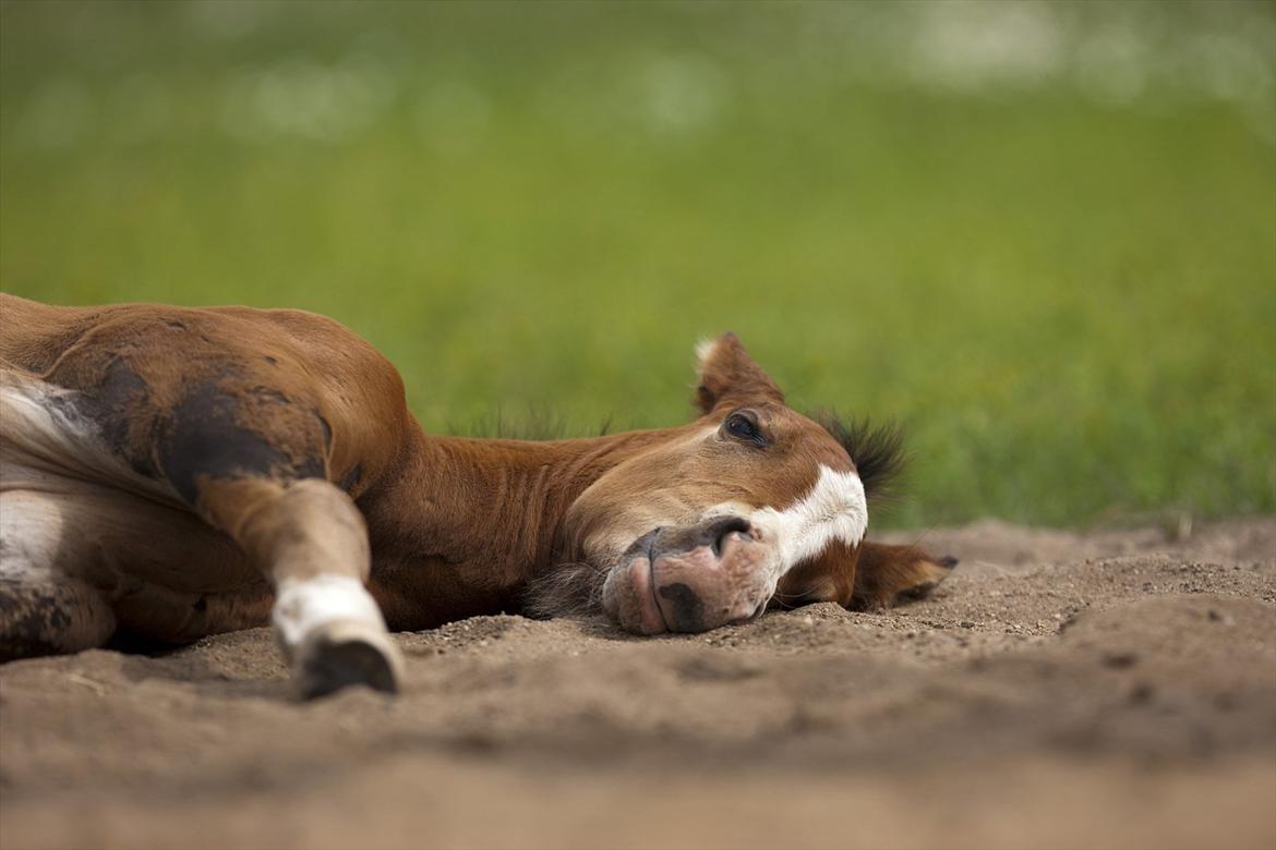 DSP Pegasus billede 7