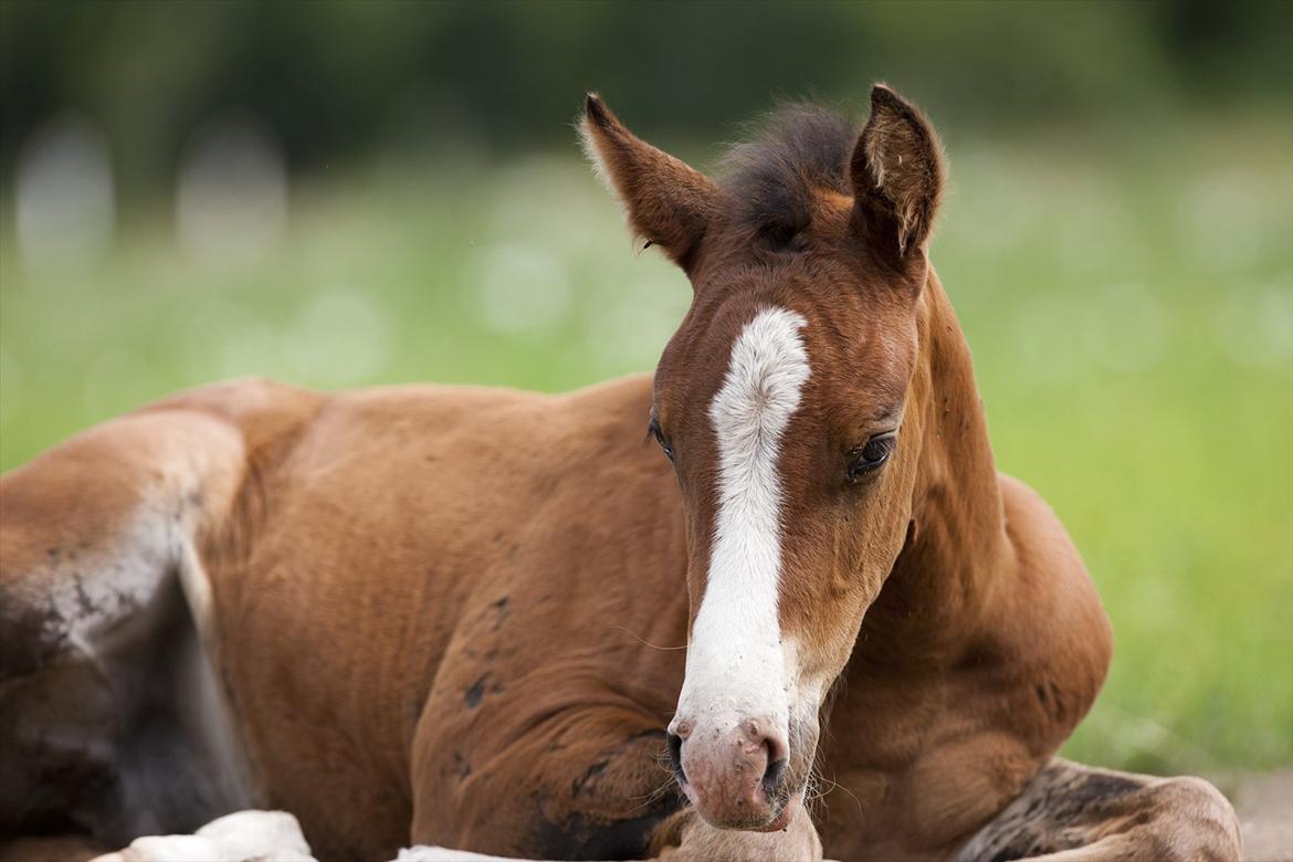 DSP Pegasus billede 8