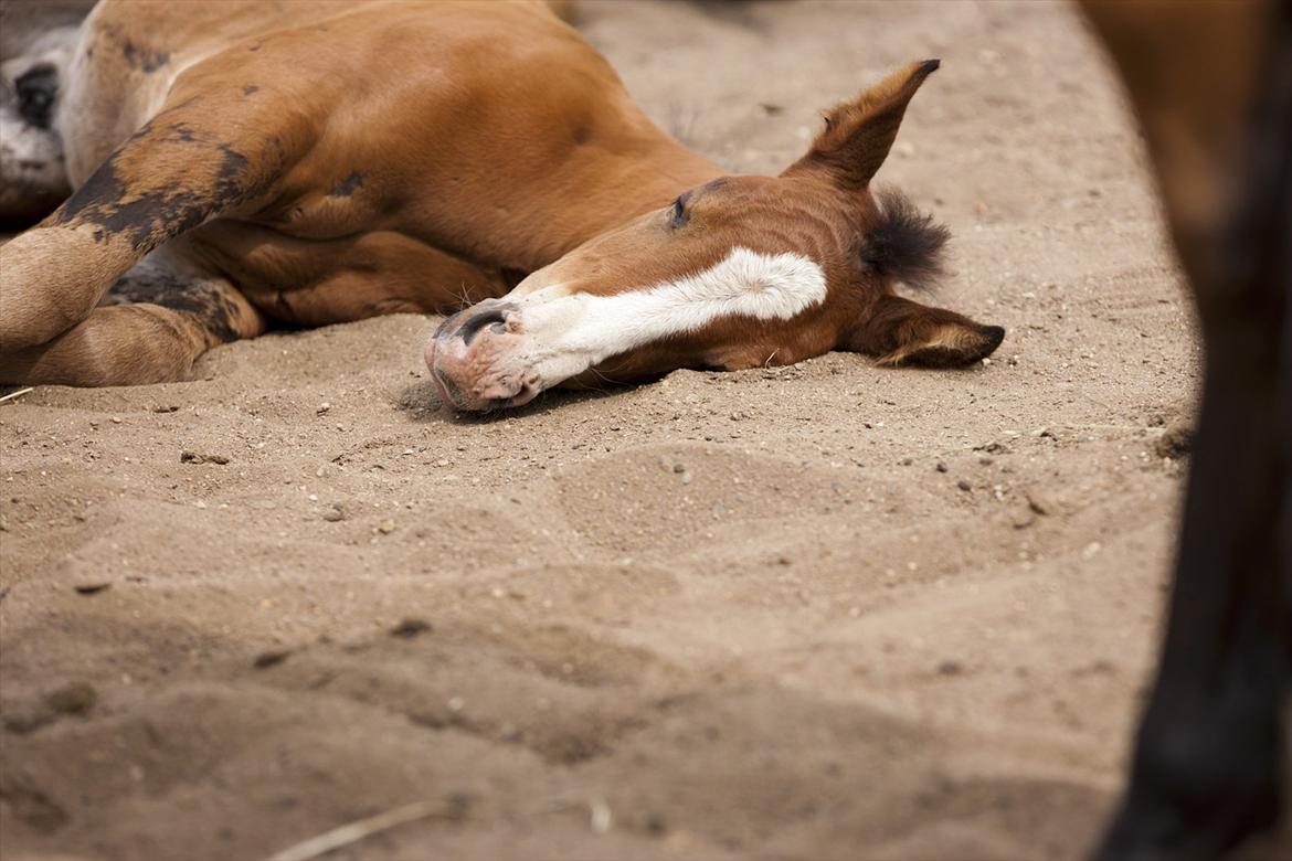 DSP Pegasus billede 9