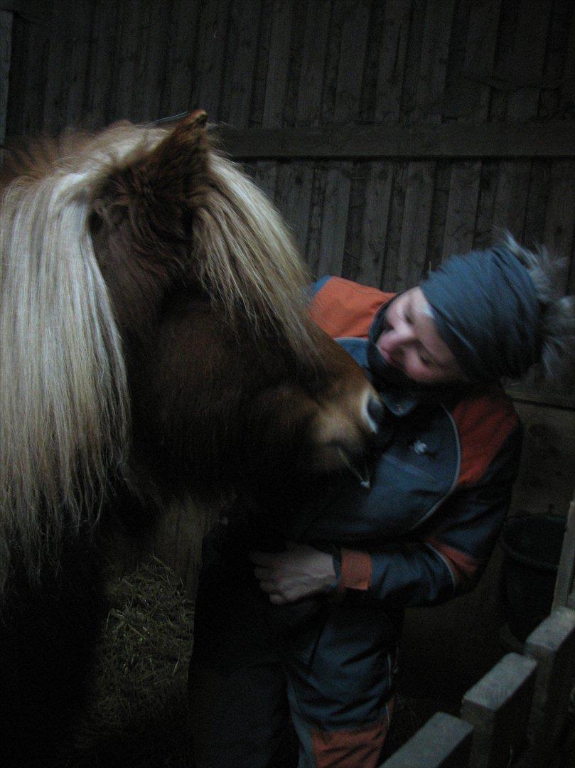 Islænder Saga fra Gl. Rye *Hvil i fred<'3* - 2 # De sidste timer med verdens bedste Saga<'3 Foto: AFH 15.02.12 billede 2