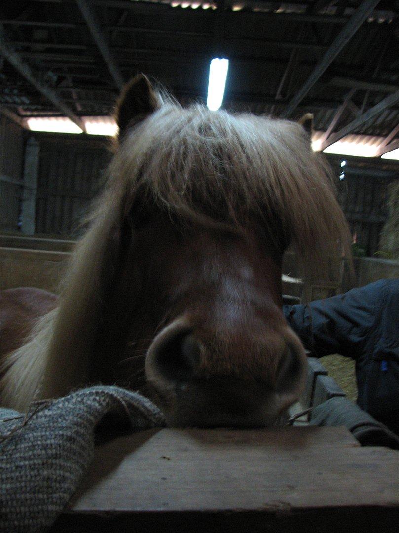 Islænder Saga fra Gl. Rye *Hvil i fred<'3* - 9 # De sidste minutter... Typisk Saga at stå og gnave i boksen:')<'3 Foto AFH 15.02.12 billede 9