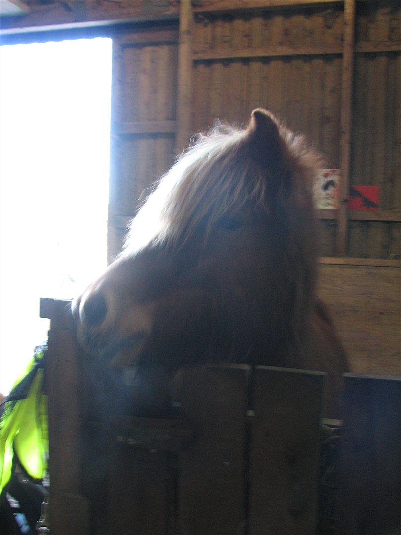 Islænder Saga fra Gl. Rye *Hvil i fred<'3* - 20 # Mod lyset... Godnat min engel...<'3 Foto: AFH 15.02.12 billede 20