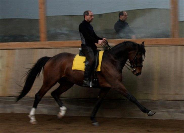 Trakehner Lasse e. Buddenbrock - du kan alt <3 billede 10