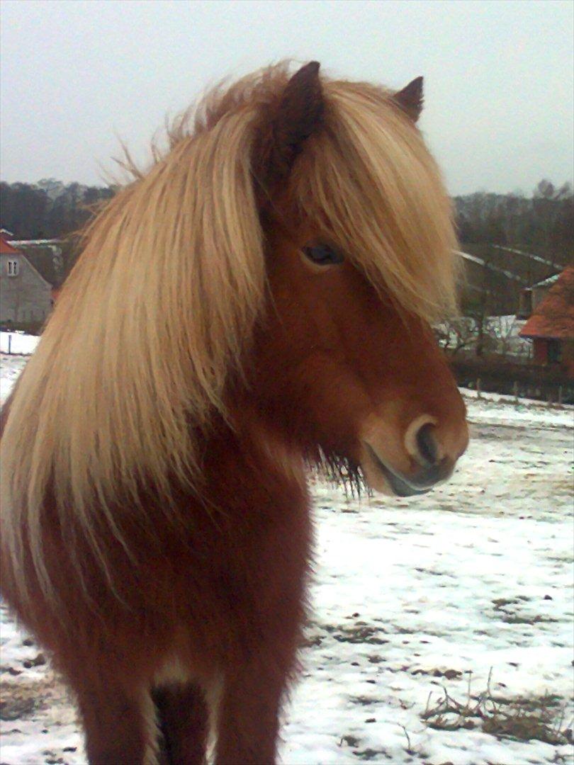 Islænder Saga fra Gl. Rye *Hvil i fred<'3* - 13 # The last day...<'3 Foto: LFH 14.02.11 - Valentins dag, kærlighedens dag<3 billede 13