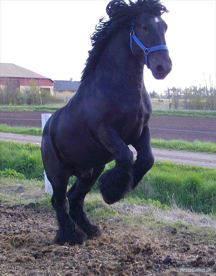 Belgier Thor Van De Malsem billede 7