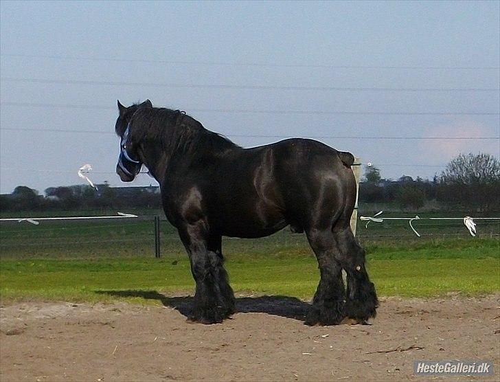 Belgier Thor Van De Malsem billede 16