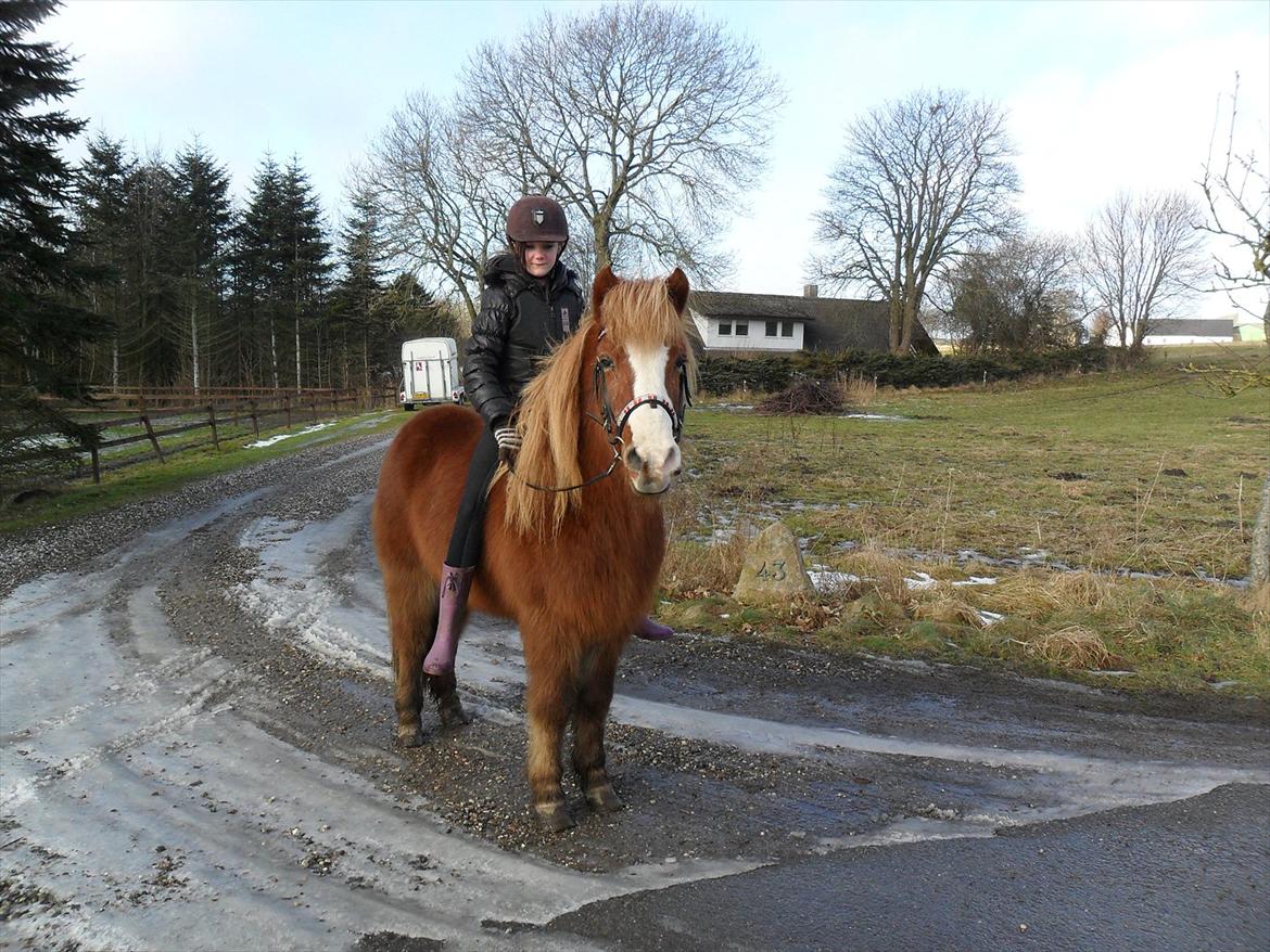 Islænder Pistill fra kirkjubæ | My soul mate<3 |  - Basse du er alt for mig! ♥  billede 18